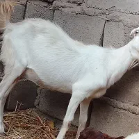 بزوکهره