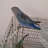 طوطی برزیلی نر