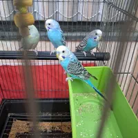 یک جفت مرغ عشق آماده آماده