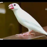 فنچ نرگسی وقناری