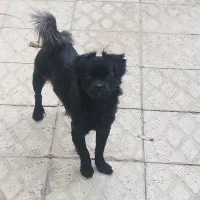 سگ پاپی 8ماهه حرف گوش کن