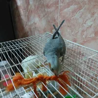 عروس هلندی سیامون