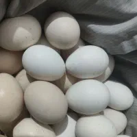 تخم مرغ محلی نطفه دار