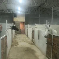 پانسیون اسب و نگهداری|اسب و تجهیزات اسب‌سواری|ری, فیروزآبادی|دیوار