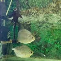 آکواریوم|ماهی|سوسنگرد, |دیوار