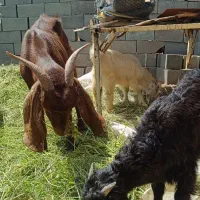 بز و کهره