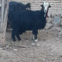 بزغاله ماده داشتی و کشتی|حیوانات مزرعه|شهرکرد, |دیوار