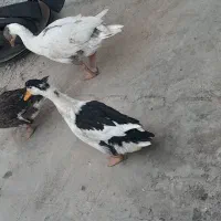 غاز و اوردک