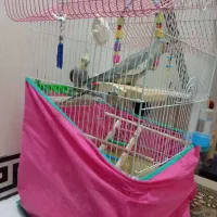 یک جفت عروس هلندی|پرنده|صحنه, |دیوار