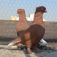سرخ سرور سیاه سرکه ای دم سفید
