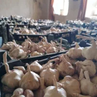 سیر درج 1 برداشت امسال