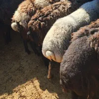 گوسفند چاق