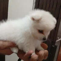 سگ پامرین سفید خرسی نر 70 روزه|سگ|پردیس, فاز ۸|دیوار