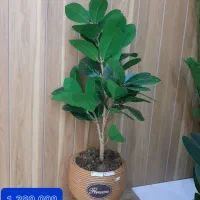 درختچه مصنوعی|گل مصنوعی|خورموج, |دیوار