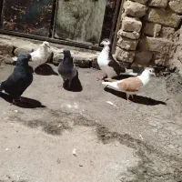 کفتر