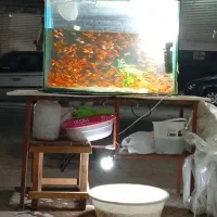 ماهی قرمز طعمه اردک ماهی