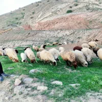 دامداری