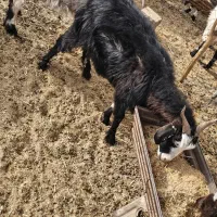 ۳ عدد بز آبستن دونه ۸ تومان|حیوانات مزرعه|نیمروز, |دیوار