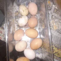 فروش تخم مرغ نطفه دار