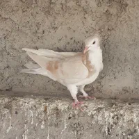 دمگیر|پرنده|خمینی‌شهر, |دیوار