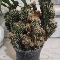 گل ناز،بیدی،بن سای ،کاکتوس صخره،آلوئه ورا|گل و گیاه طبیعی|تهران, کرمان|دیوار