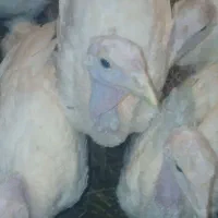 بوقلمون بیوتی۶بزرگ ونیمچه