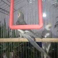 عروس هلندی|پرنده|خرمآباد, |دیوار