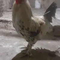 خروس زینتی