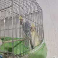 عروس هلندی|پرنده|ارومیه, |دیوار