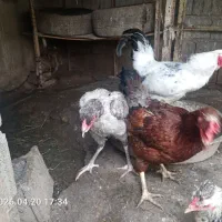 مرغ|حیوانات مزرعه|مینودشت, |دیوار