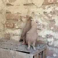 فراغت سرگرمی