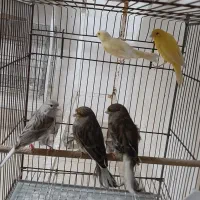 قناری ماده آماده