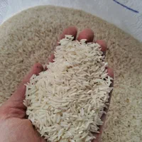 برنج طارم هاشمی کشت دوم