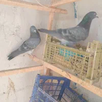 کبوتر|پرنده|ماکو, |دیوار