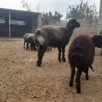 بره قوچ|حیوانات مزرعه|گنبد کاووس, |دیوار