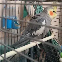 عروس هلندی نر، سالم نیمه اهلی