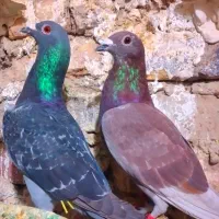 ۶ عدد نر عطیغه