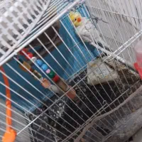 عروس هلندی خیلی خوب