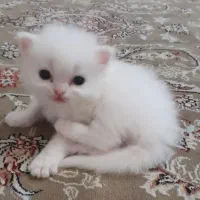 گربه پرشین