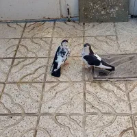 کبوتر چپ افشون وسینه سرخ جفتگاه|پرنده|مشهد, امیرآباد|دیوار