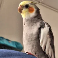 عروس هلندی مولد