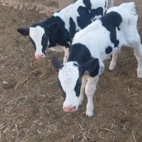 دوعدد گوسالع نر شیری ۲۰ روزه