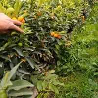 تمامی گل های آپارتمانی و باغچه و مرکبات|گل و گیاه طبیعی|تهران, گیشا|دیوار