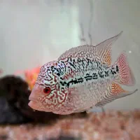 کامفا مولتی کالر کلکسیونی