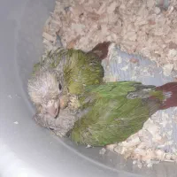 جوجه گیرینچیک سرلاکی