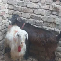 بز آبستن و نربز|حیوانات مزرعه|قم, بوستان علوی|دیوار