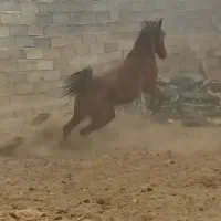 اسب مادیان اصیل