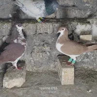 ساده چپ طوقی کلاغدم