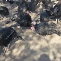 بوقلمون|حیوانات مزرعه|ساوه, |دیوار