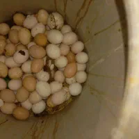 تخم مرغ خانگی نطفه دار